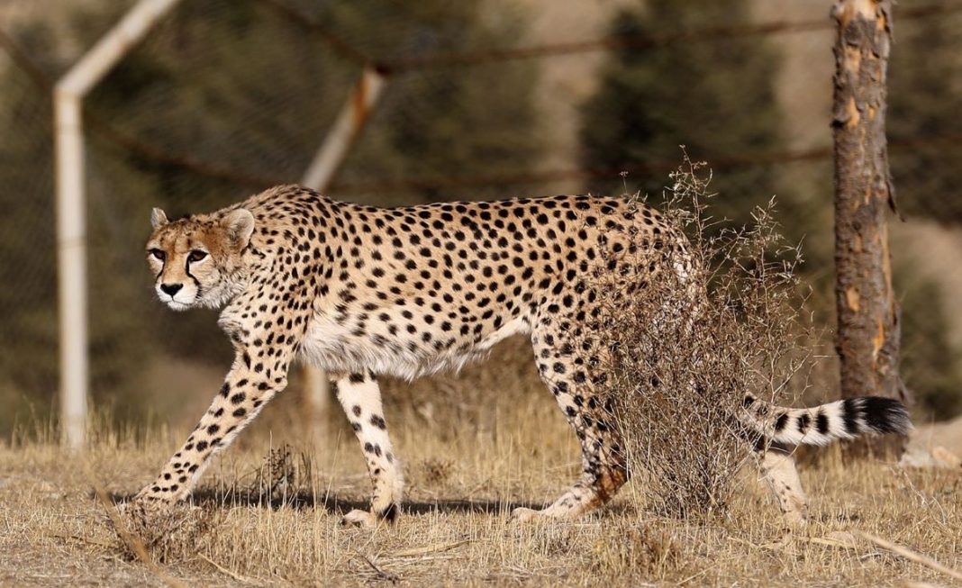 Asiatic cheetah