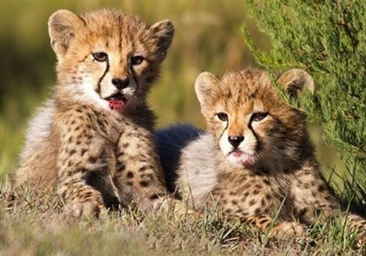 Two Cheetah CuƄs Born In Iran's Turan National Park - Iran Front Page