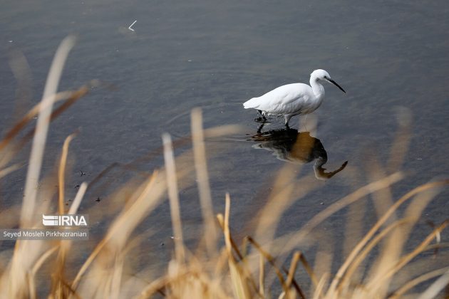 Zrebar Lake birds