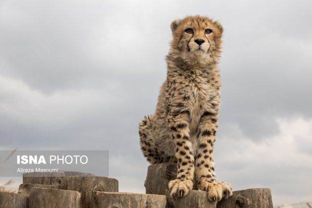 Iran’s cheetah Pirouz