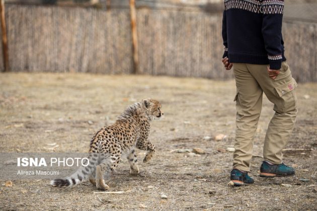 Iran’s cheetah Pirouz