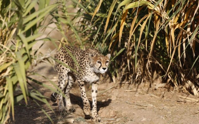 Iran Leopard