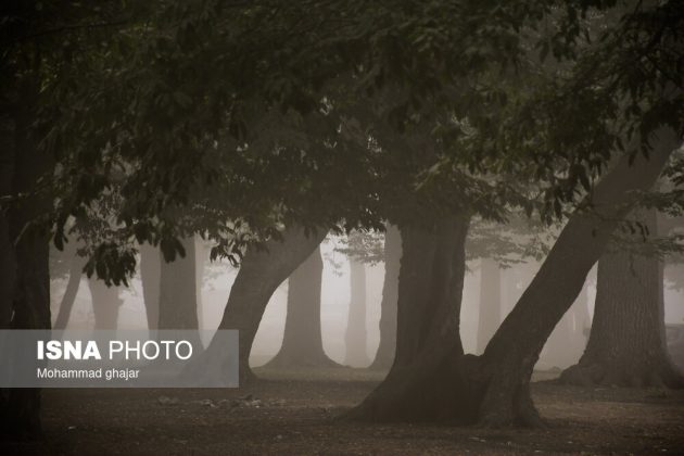 Picturesque foggy forests in northern Iran