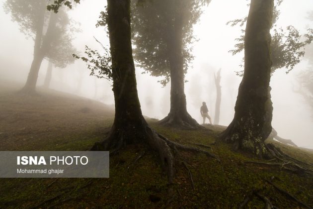 Picturesque foggy forests in northern Iran