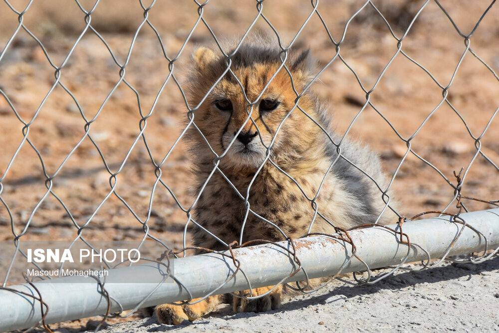 Asiatic cheetah cub