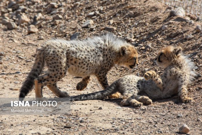 Asiatic cheetah cub