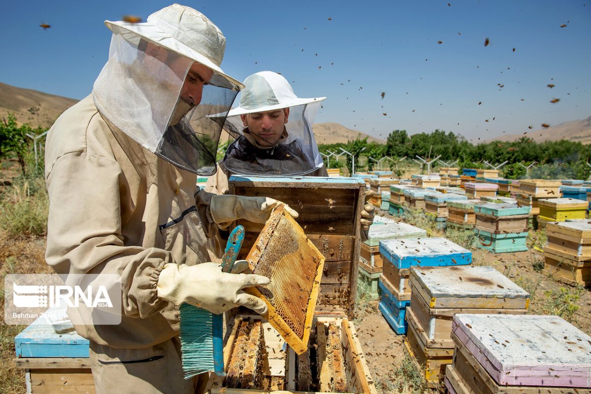 FAO names Iran world's third largest honey producer in 2022 1 Honey Iran