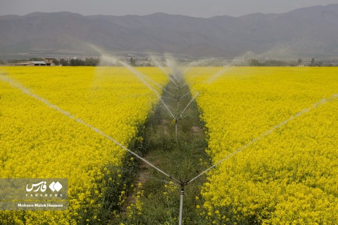 Canola fields in Iran