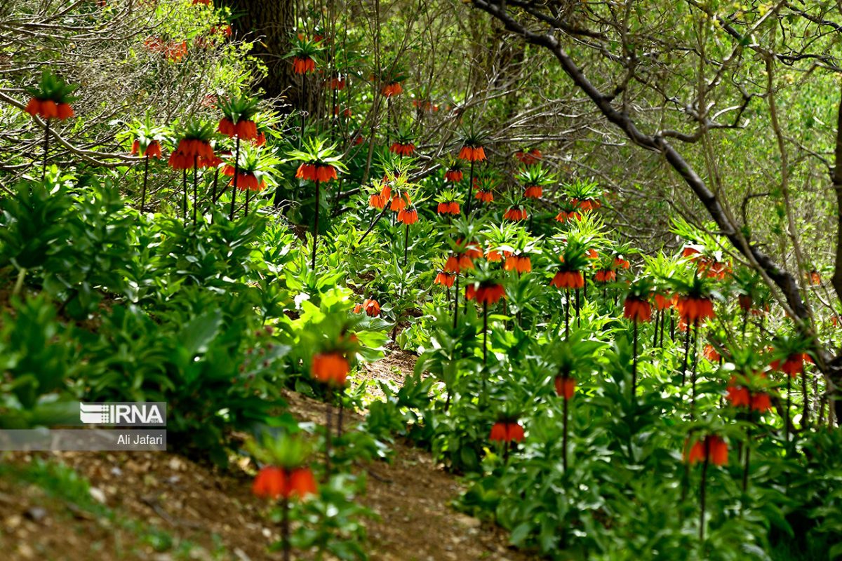 Inverted tulips in Iran