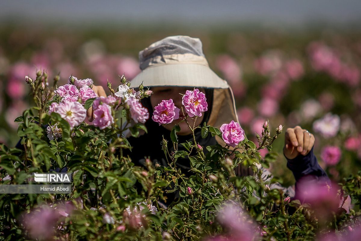 Harvest of roses in Iran
