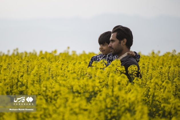 Canola fields in Iran
