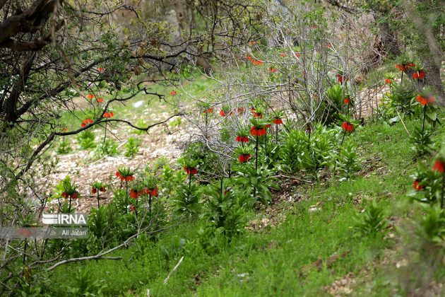 Inverted tulips in Iran