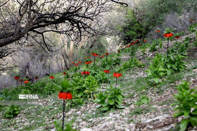 Inverted tulips in Iran