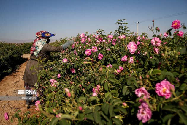 Harvest of roses in Iran