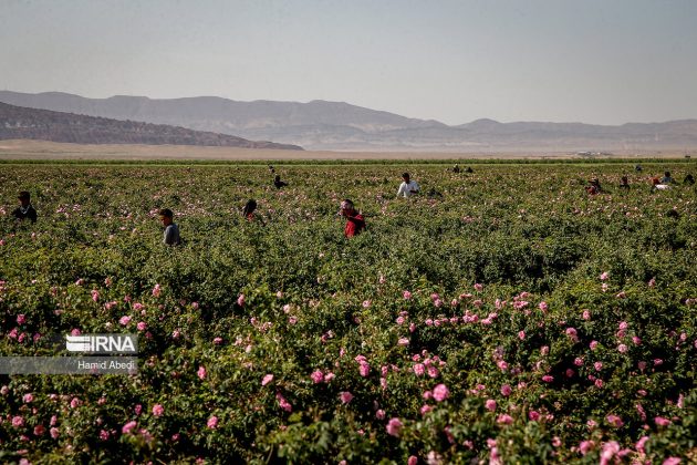 Harvest of roses in Iran