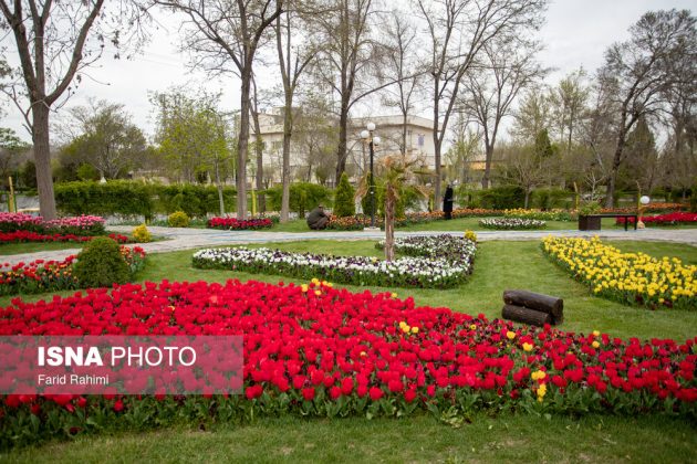 Tulip Festival in Iran