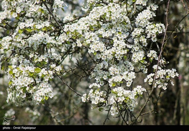 Spectacular pear trees in Iran’s Gilan Province