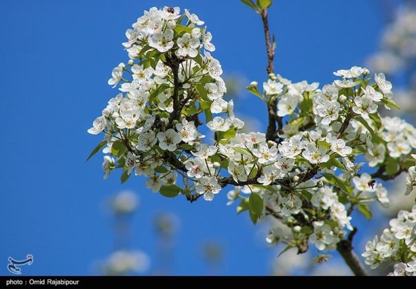Spectacular pear trees in Iran’s Gilan Province