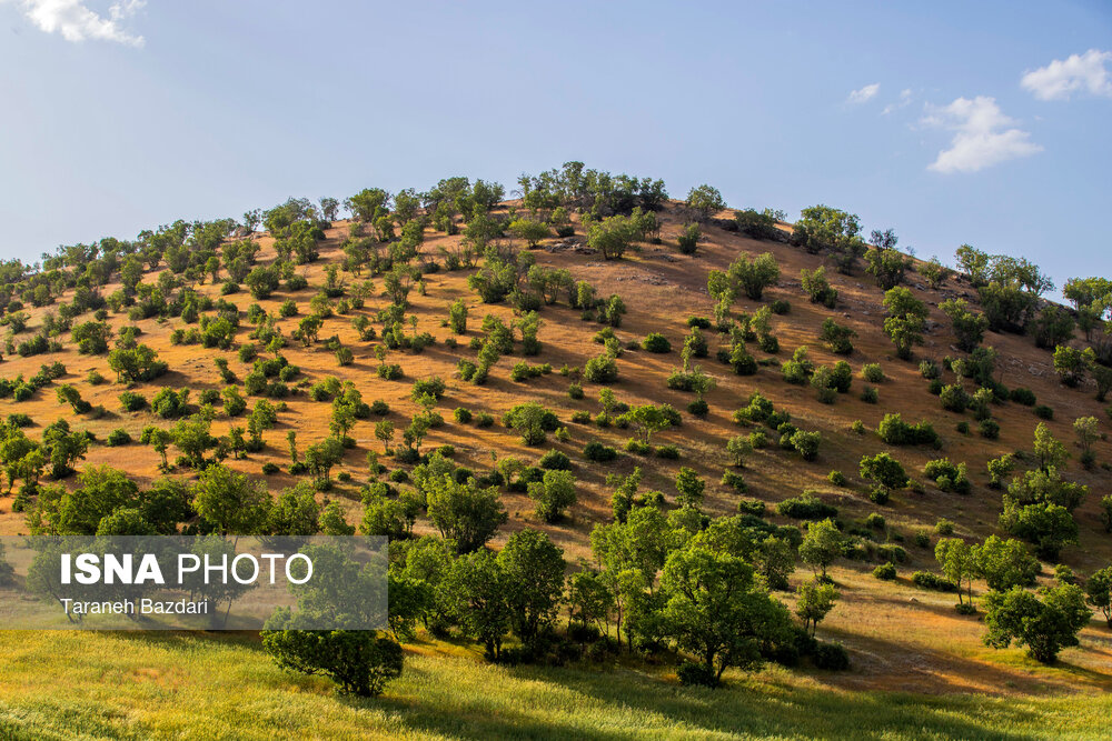 Oak forests of Lorestan Province