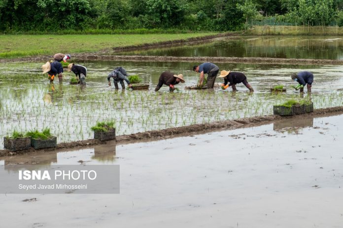 Rice paddies thirsty for water