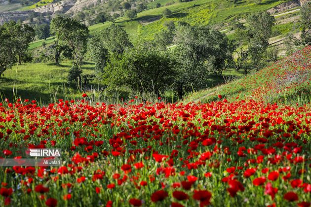 Season of tulips in Iran