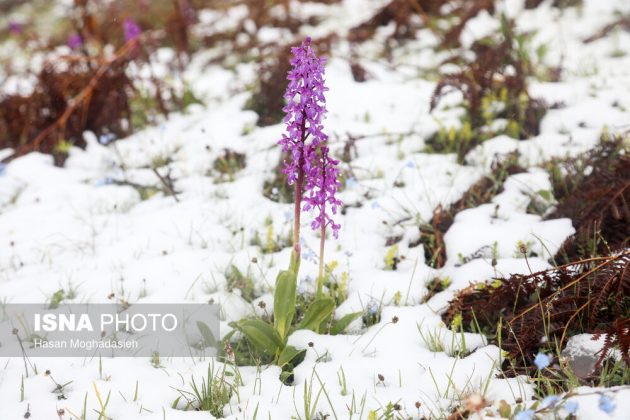 Snow whitens Iranian town in spring