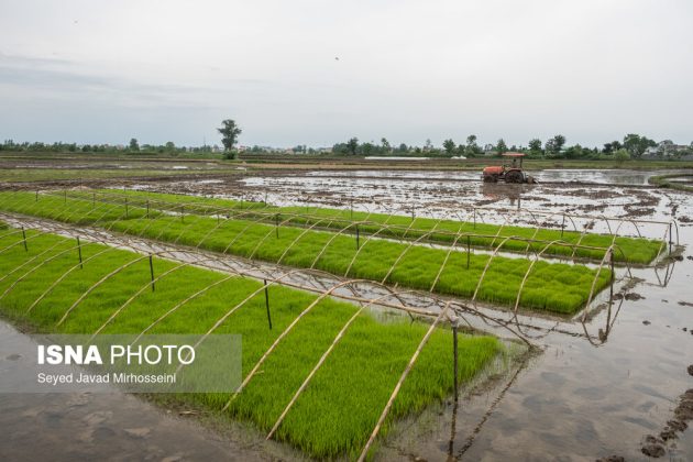 Rice paddies thirsty for water