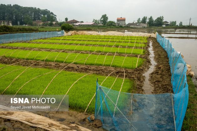 Rice paddies thirsty for water