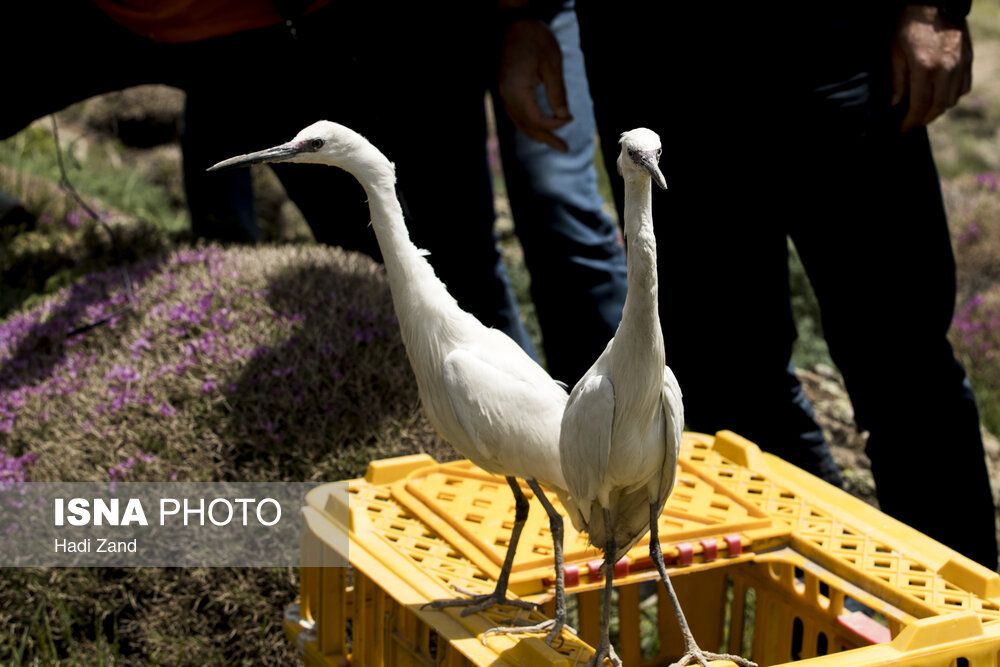 Iranians free birds seized from smugglers in nature to mark Migratory Bird Day 