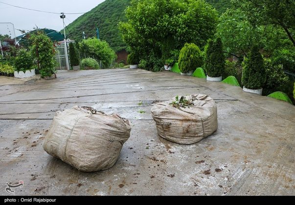 Harvesting spring-time chai (tea) plants in Iran’s north