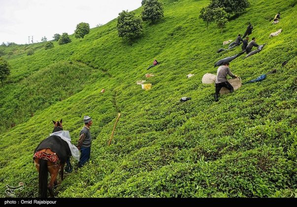 Harvesting spring-time chai (tea) plants in Iran’s north