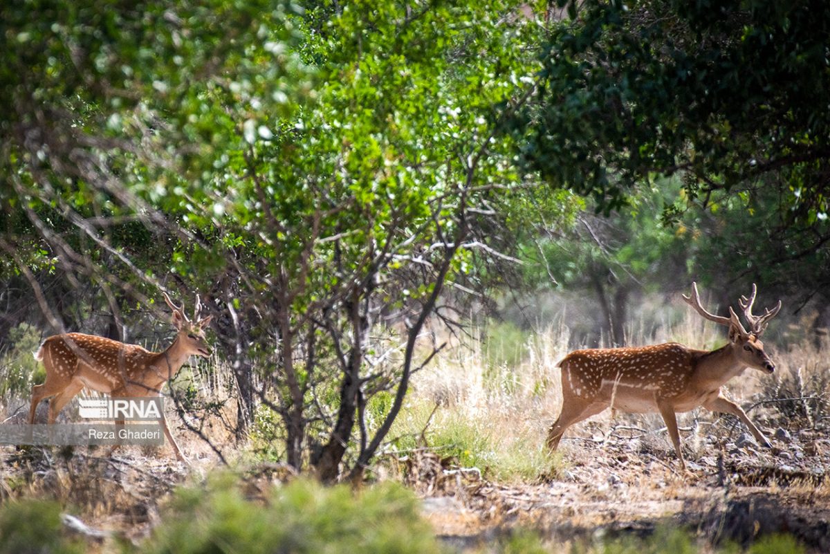 A site for breeding yellow deer in south-central Iran