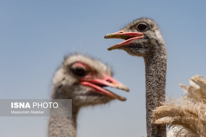 Iran natural park Mohitban