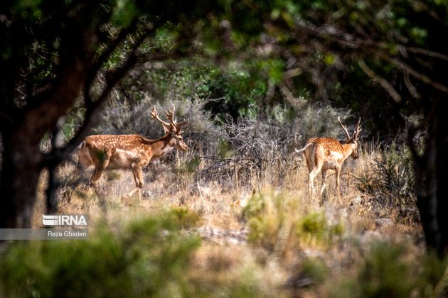 A site for breeding yellow deer in south-central Iran