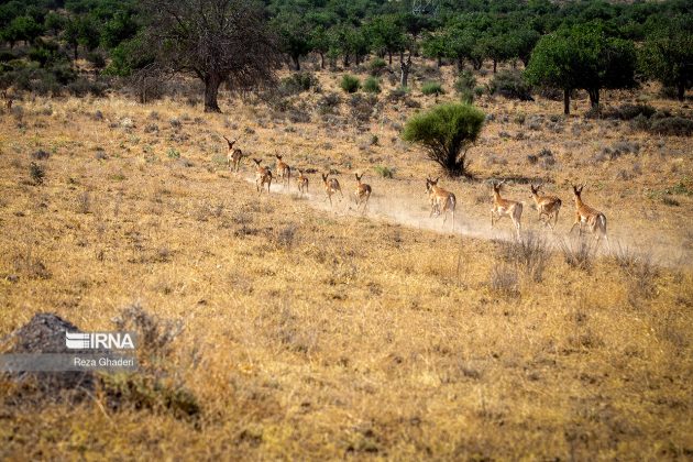 A site for breeding yellow deer in south-central Iran