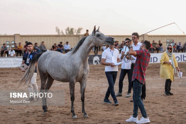 Iran holds Purebred Arabian Horse Competition