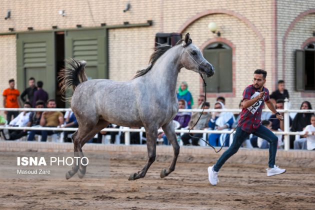 Iran holds Purebred Arabian Horse Competition
