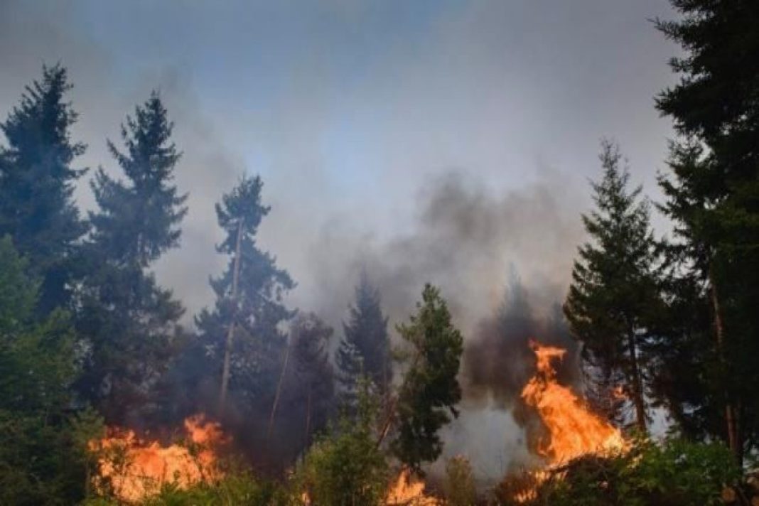 Kazakhstan forest fires