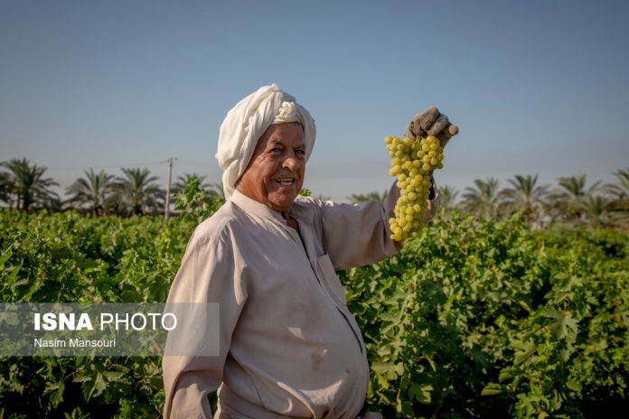 Grape harvest in Iran