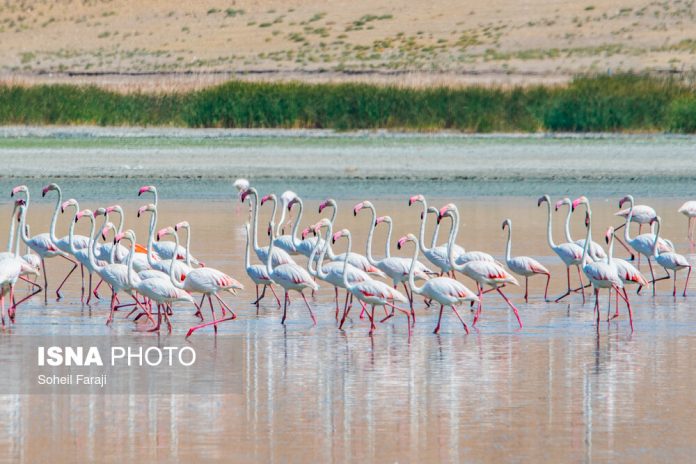 A flamboyance of flamingos in Lake Urmia
