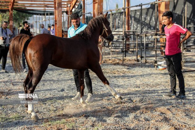 Purebred horse festival held in Iran’s Kermanshah Province