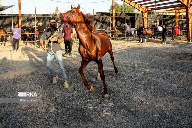Purebred horse festival held in Iran’s Kermanshah Province