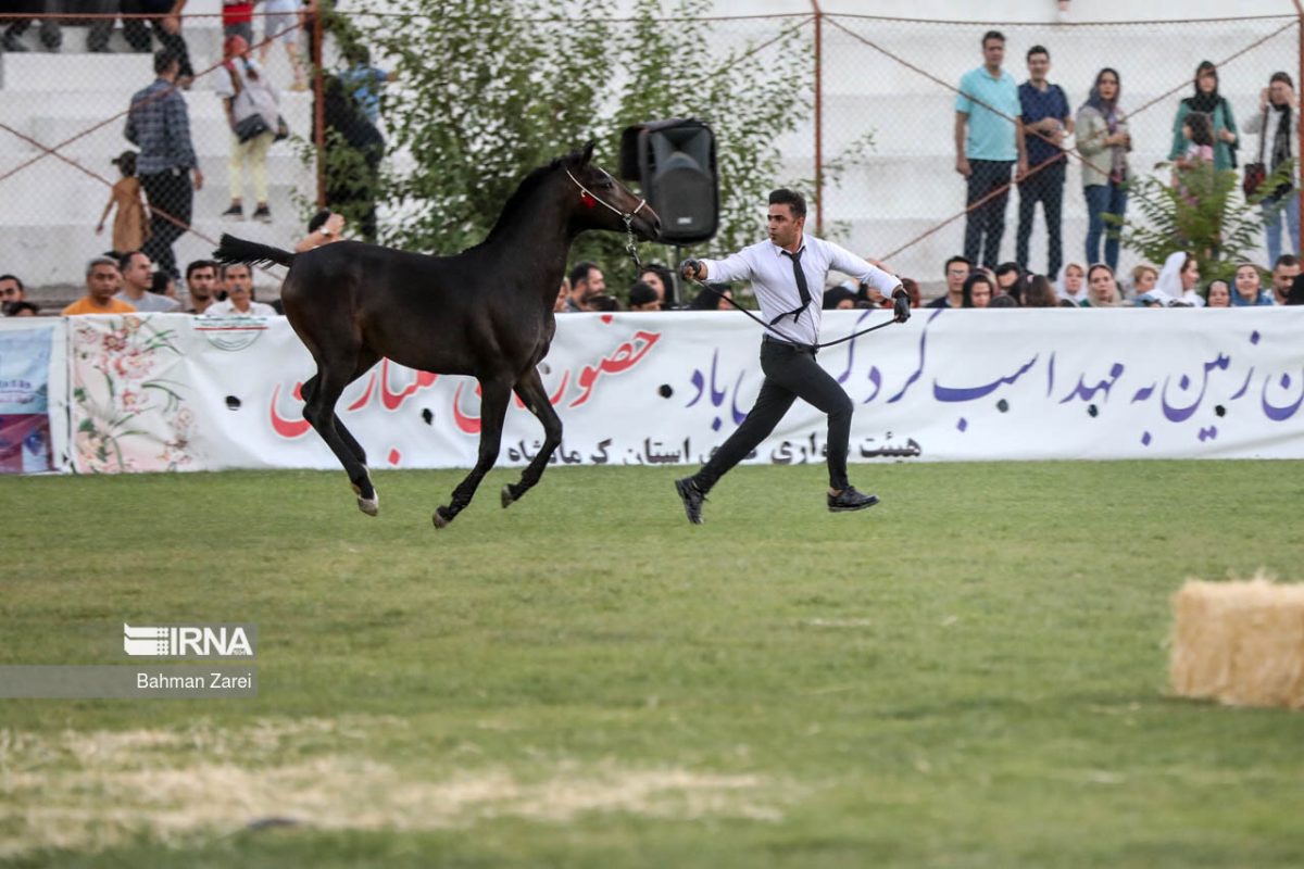 Purebred horse festival held in Iran’s Kermanshah Province