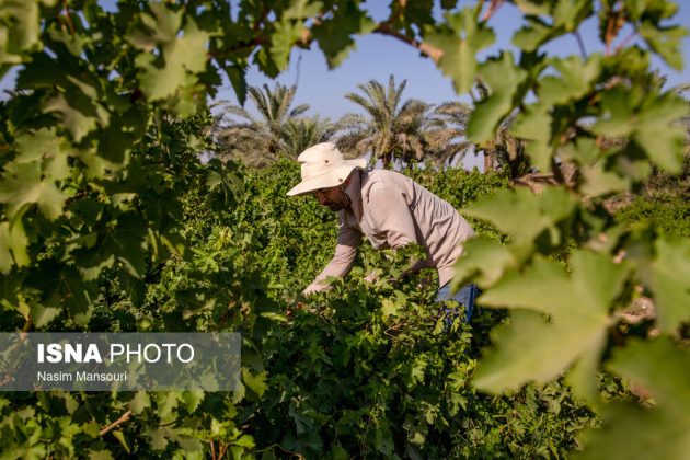 Grape harvest in Iran