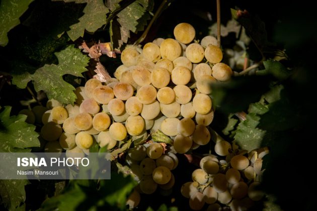 Grape harvest in Iran