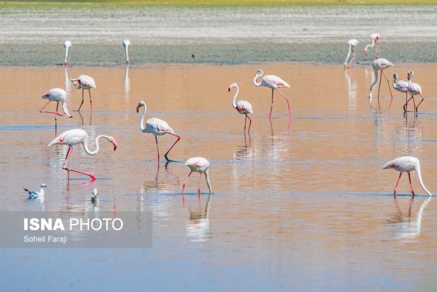 A flamboyance of flamingos in Lake Urmia