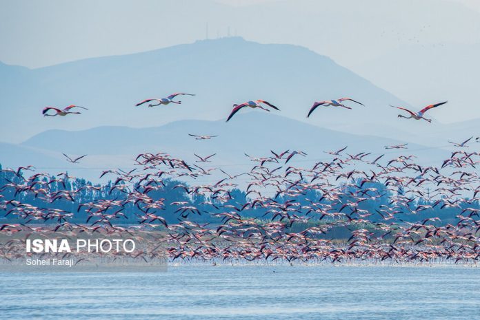 A flamboyance of flamingos in Lake Urmia