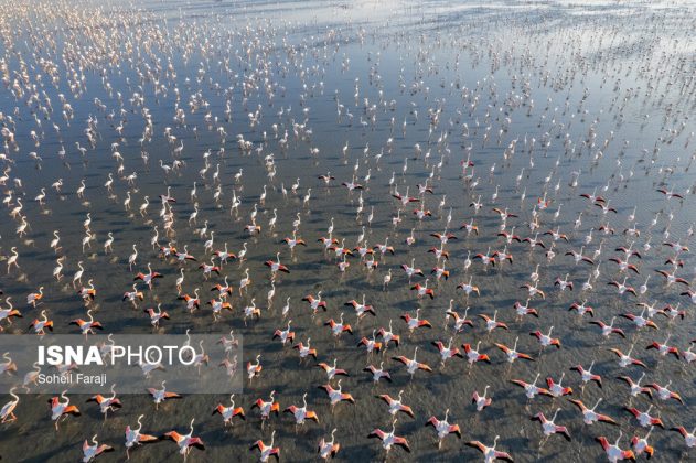 A flamboyance of flamingos in Lake Urmia