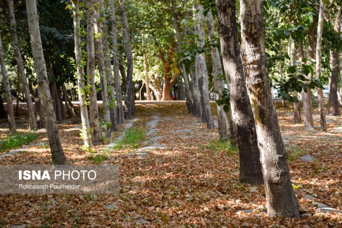 Premature fall in summer in Isfahan