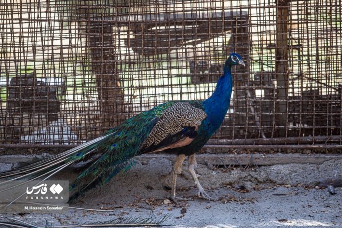 Iran Wildlife Clinic